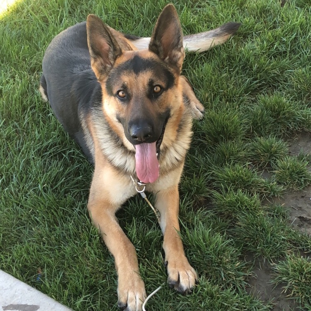 Meet your Posher, Jesus